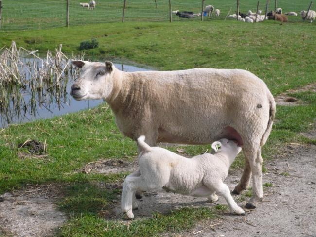 Lente op de boerderij